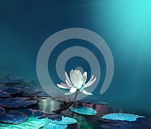 Water lily on blue pond background photo