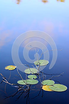 Water lily and blue water calm and sound