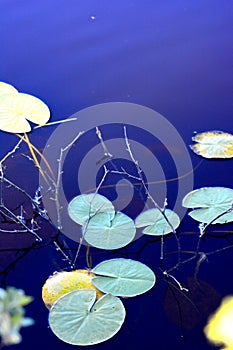 Water lily and blue water calm and sound