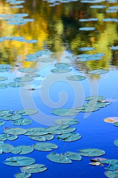 Water lily and blue water calm and sound