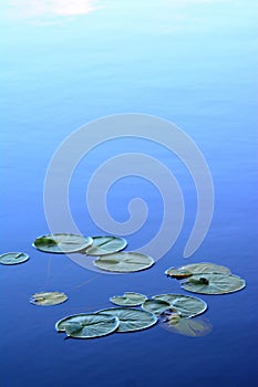 Water lily and blue water calm and sound