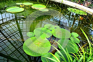 Water lily in the Botanical garden in Cluj Napoca, Transylvania.