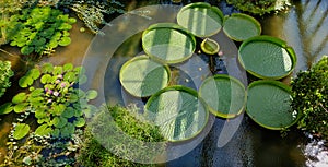 Acqua giglio botanico giardino, 