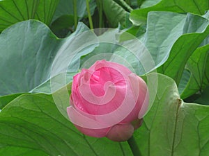 Water Lily Bud