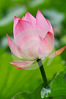 Water lily bud