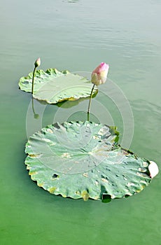 Water lily bud