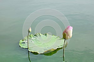 Water lily bud