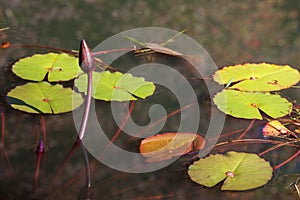 Water Lily Bud Rises Up In North Georgia Pond