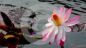 Water lily and bumble bee