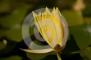 Water lily button