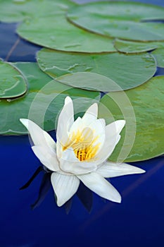 Water-lily close-up