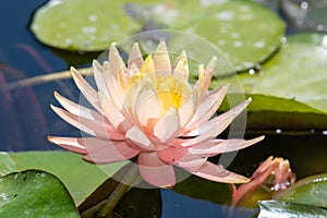 Water lily