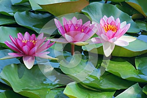 Water lily