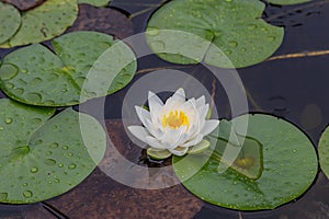 Water lily closeup