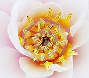 Water lily closeup with blossom details.