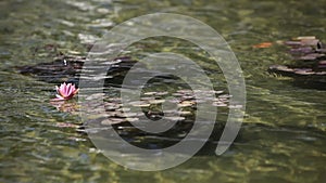 Water lily closeup in a pond.