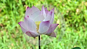 Water lily closeup in a pond. Lotus flower.