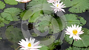 Water lily closeup in a pond. Lotus flower. Waterlilly. Waterlillies.