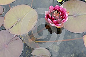 Water lily Conqueror