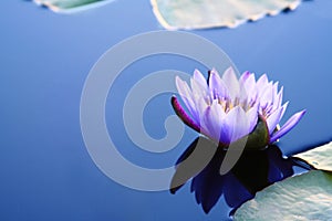 Water lily with copyspace