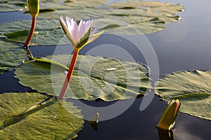 Water lily in dam, Garden Route, South Africa