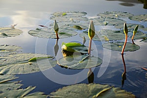 Water lily in dam, Garden Route, South Africa