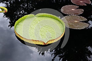 A water lily displayed in a botanical garden