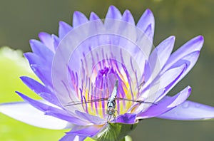 Water lily and dragonfly