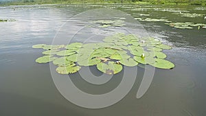 Water Lily and drops of rain_2