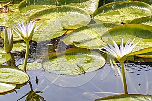 Water lily in egypt, el Cairo photo