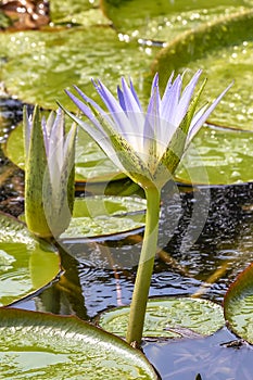 Water lily in egypt, el Cairo photo