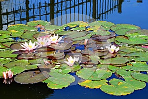 Water lily in Entertainment and Recreation Center Belmontas