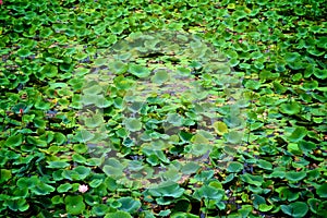 Water lily field