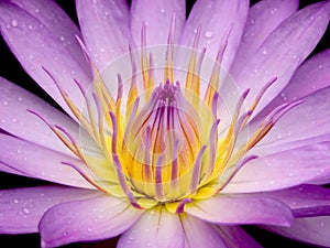 Water Lily Flower