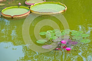 Water lily flower