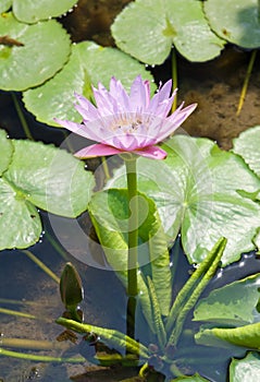 Water lily flower