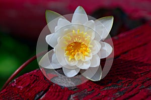 A water lily flower on a background of red painted wood. Asian white flower close-up. Beautiful stock image of a blooming