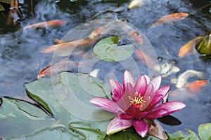 Water Lily Flower Blooming in Koi Pond