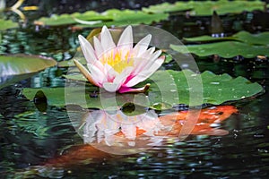 Water Lily Flower Blooming and orange fish on water pond, Giverny, France