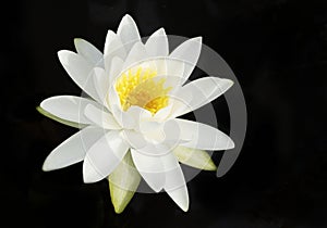 Water lily flower blossom in white and yellow