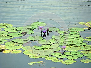 Water lily flower in the Boga Lake of the hilly area of Bandarban, Bangladesh