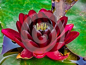 Water lily flower burgundy red