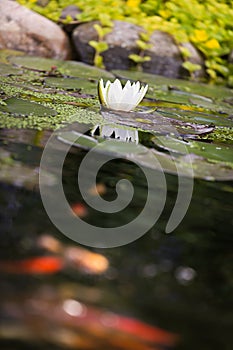 Water lily flower with carp koi golden fishes