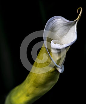 The water lily, flower of the cemeteries photo