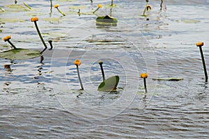 Water lily flower on the Dnieper river as a background close-up