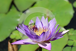 Water Lily flower and frog