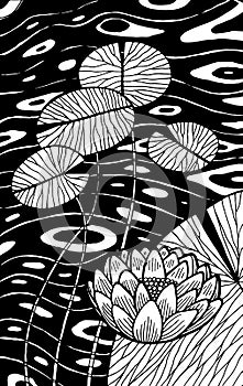 Water lily - flower illustration. Black and white ink floral drawing. Coloring book for adults. Line art. Vector artwork