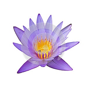 water lily flower isolated on white background with clipping path