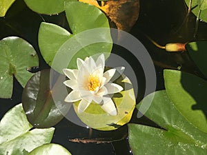 Water lily flower with leaves on a lake