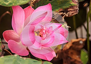 Water Lily Flower or Lotus Flower with bee inside